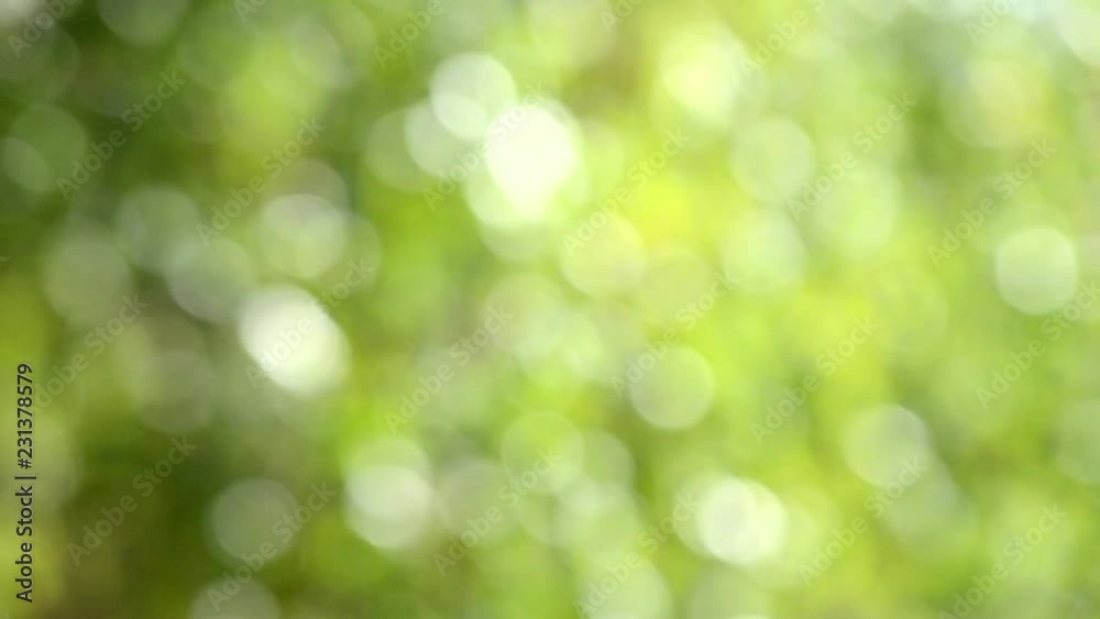 Beautiful blurred abstract green background of natura. Motion green leaves of tree on wind on sunny day. Blue sky and sun shines through green leaves. Beautiful blurred abstract green background of natura. Motion green leaves of tree on wind on sunny day. Blue sky and sun shines through green leaves.