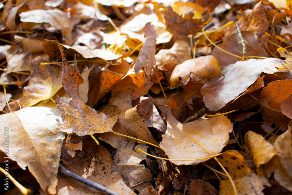 beautiful yellowed leaves in autumn