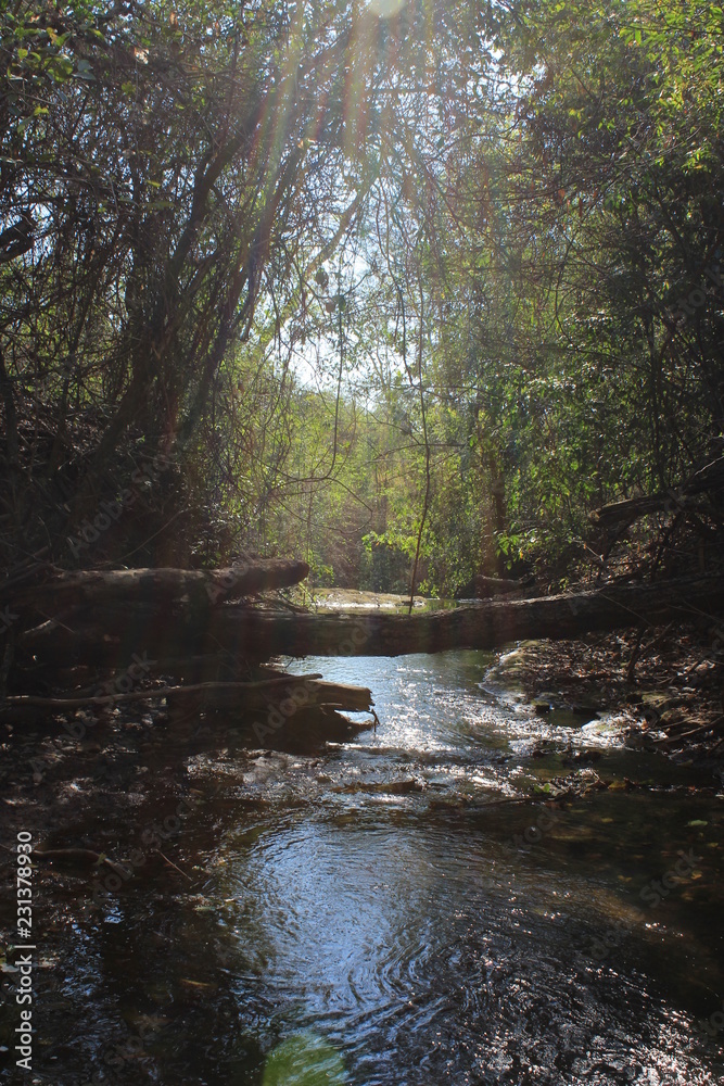 Obraz premium Clareira