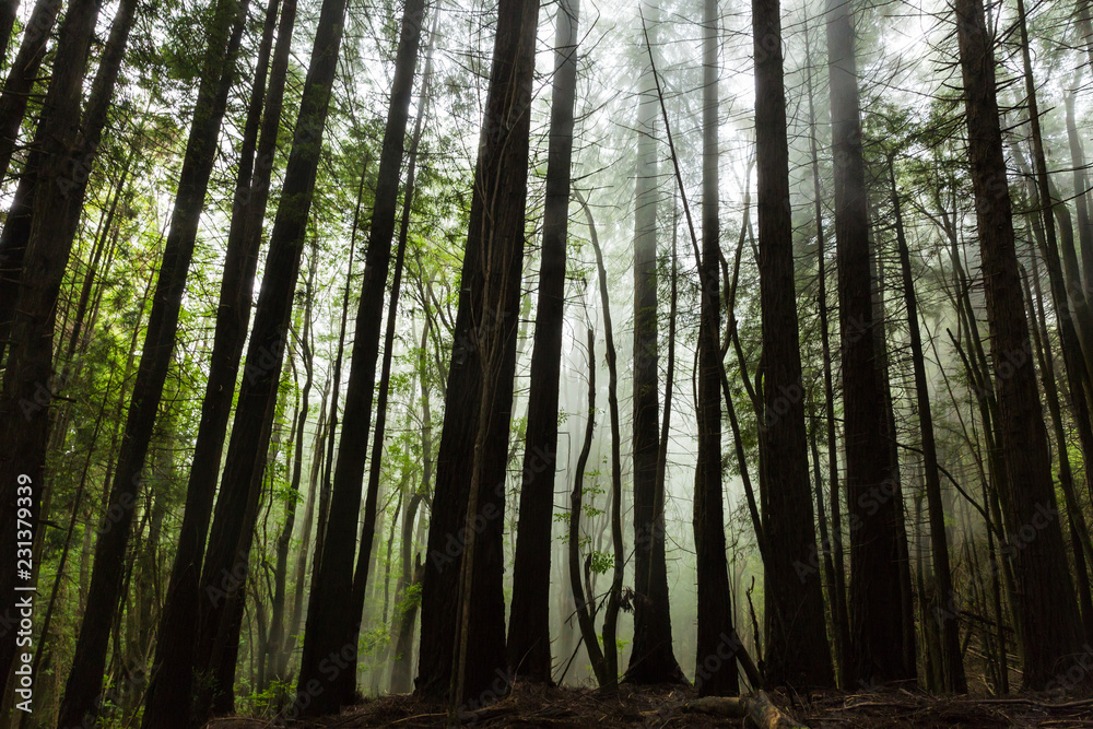 Obraz premium Forêt Hawai