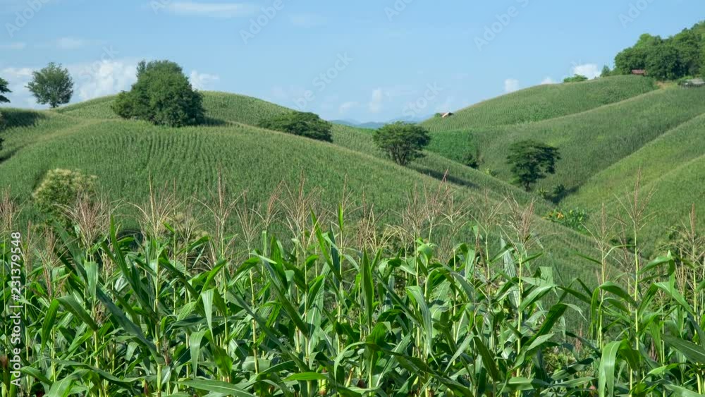 Corn farm on hill with blue sky and sunset background Corn farm on hill with blue sky and sunset background