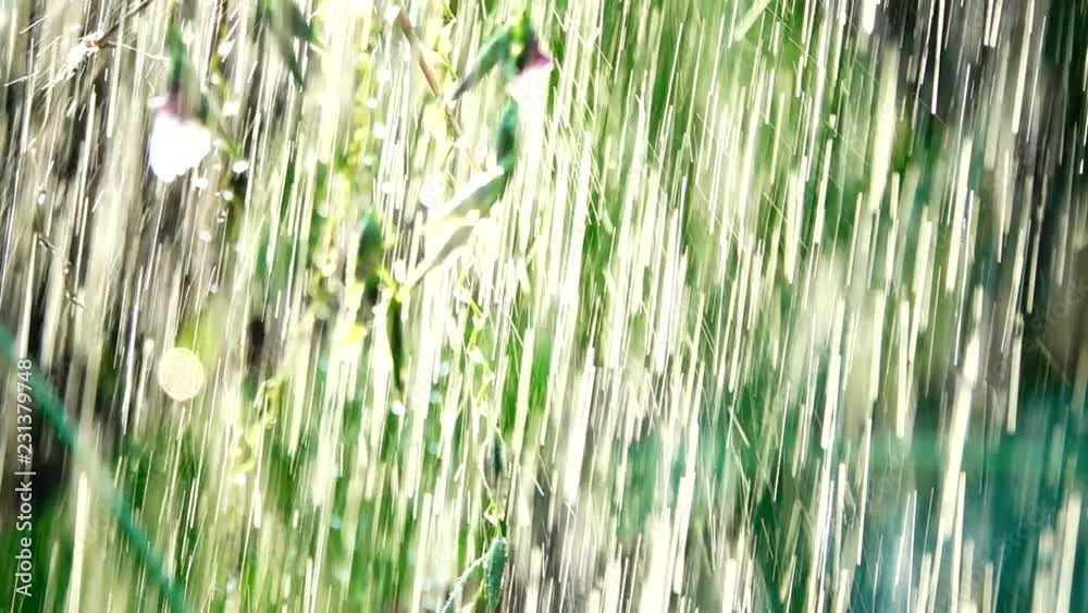 HD 1080p suoer slow beuatiful flowers in the rain nature bavkgound. HD 1080p suoer slow beuatiful flowers in the rain nature bavkgound.