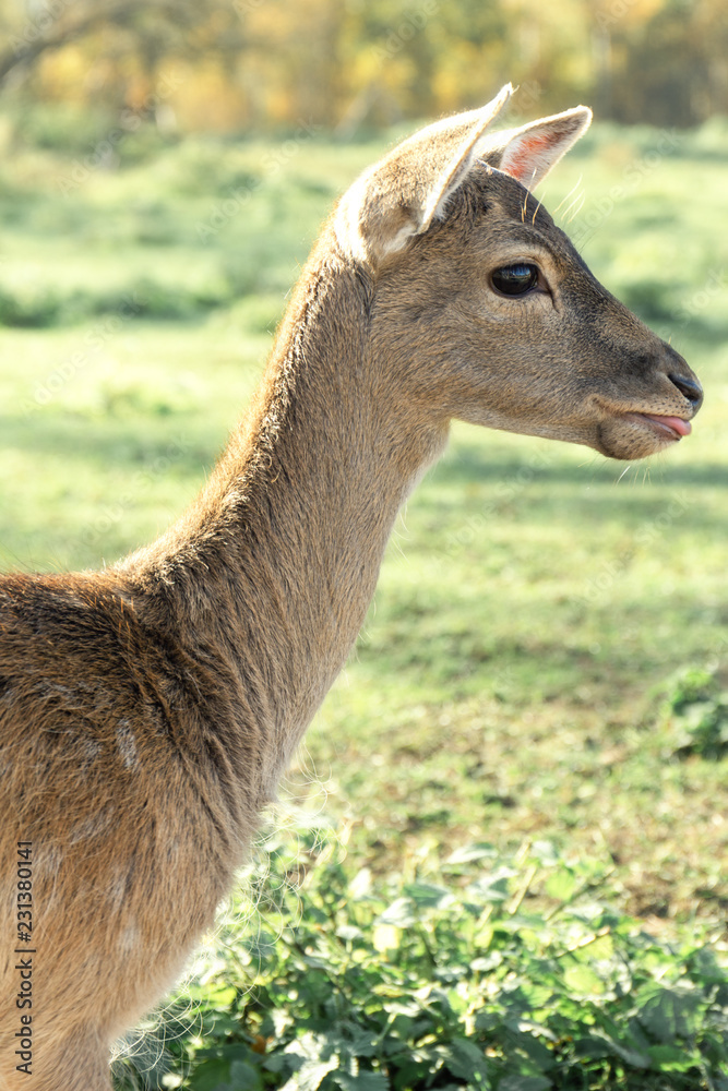 Obraz premium Roe deer portrait