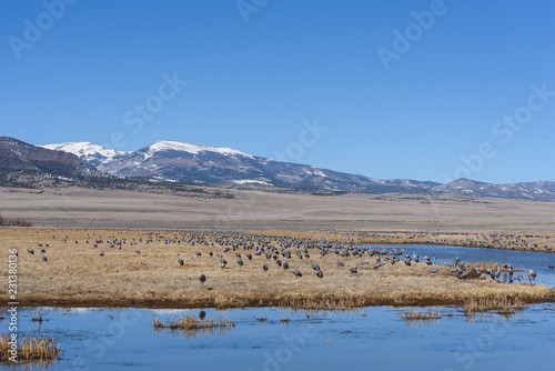 Sandhill Cranes Gathered in a Pond on a Cold Spring Morning