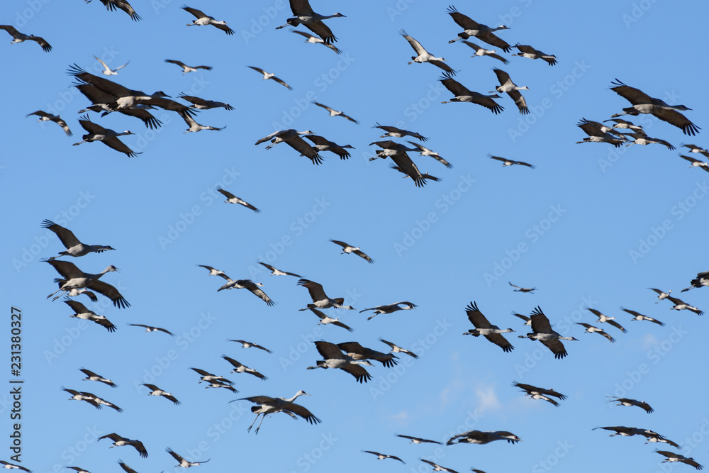 Fototapeta premium Massive Flock of Sandhill Cranes During the Annual Migration Near Monte Vista, Colorado