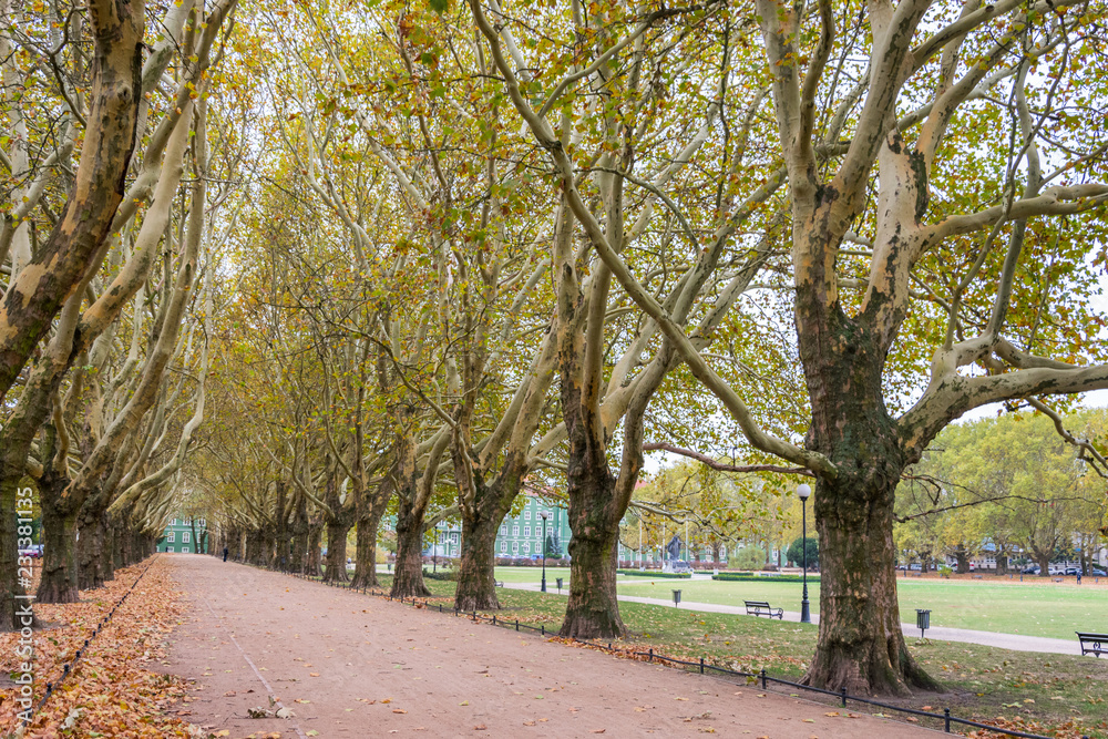 Row of platanus trees, also called plane trees, platanaceae family, High vertical branches with foliage aligned along an urban alley.