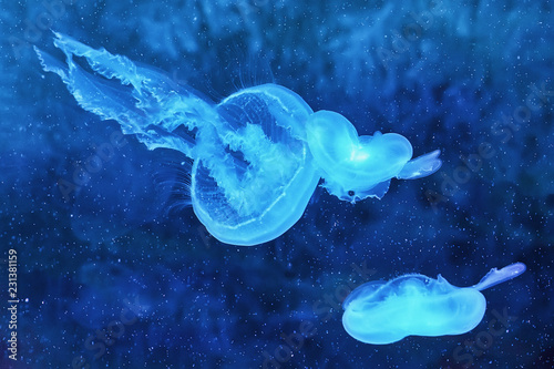 Jelly-fish in deep water, sea life background