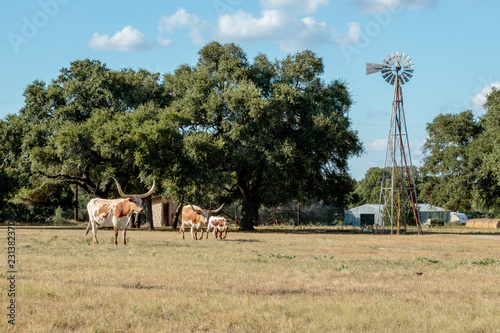 herd of cows grazing in a field
