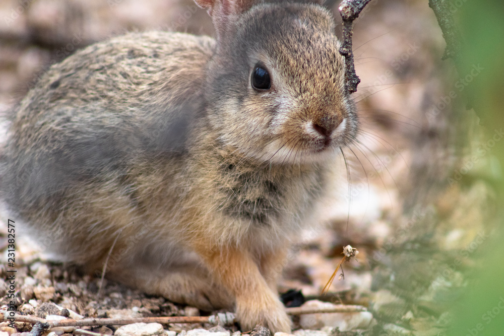 Wild cottontail bunny rabbit in Pima County, Tucson, Arizona. 2018. Wild cottontail bunny rabbit in Pima County, Tucson, Arizona. 2018.