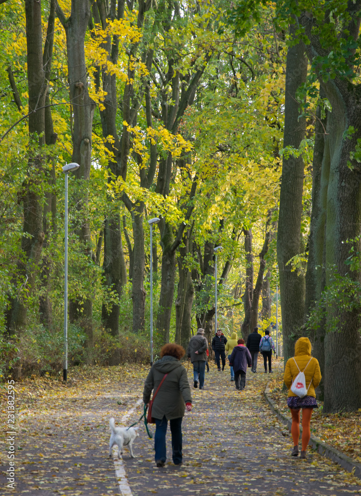 A row of trees. Tall trees with yellowed fall foliage growing along the alley of the city park. A row of trees. Tall trees with yellowed fall foliage growing along the alley of the city park.
