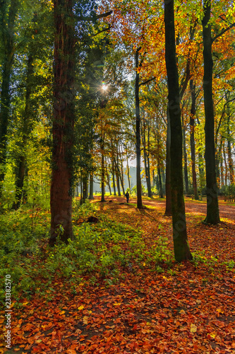 View of a colorful forest in autumn  with its beautiful shades  sunshine and fog in the background