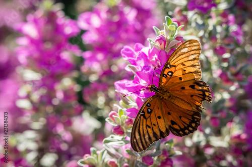 butterfly on a flower