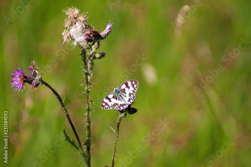  Landkärtchen (Araschnia levana) Schmetterling © Fe - Mountain