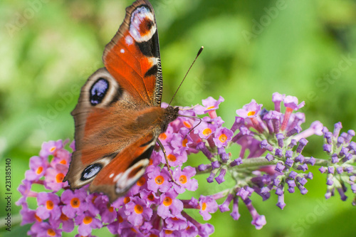 Schmetterling