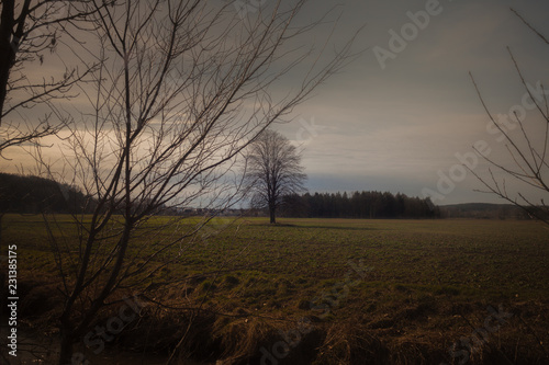 Abendbaum