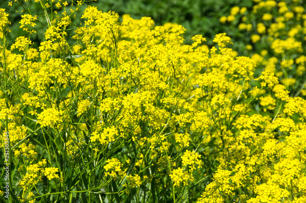 Yellow colza field Yellow colza field