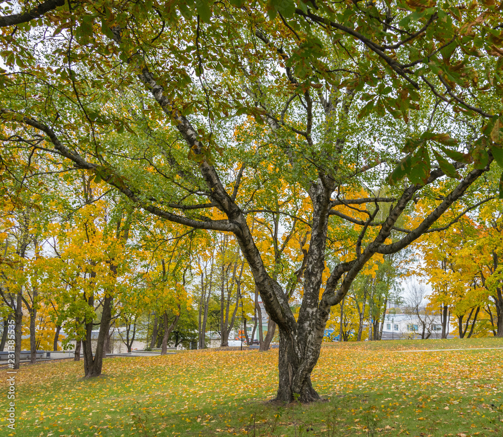 Natural autumn background. Autumn trees in the city park.