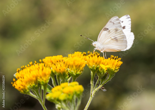 Checkered white butterfly feeding off a yellow wild flower in a meadow in Mexico. photo