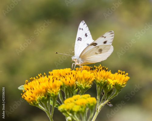 Checkered white butterfly feeding off a yellow wild flower in a meadow in Mexico. photo