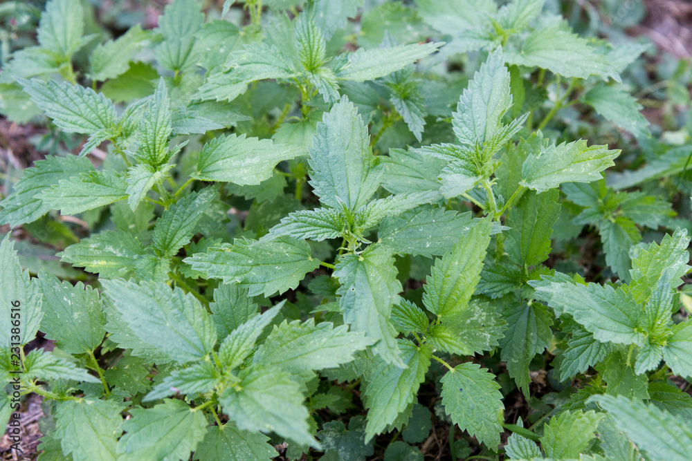 Urtica dioica, often called common nettle or stinging nettle of the family Urticaceae.