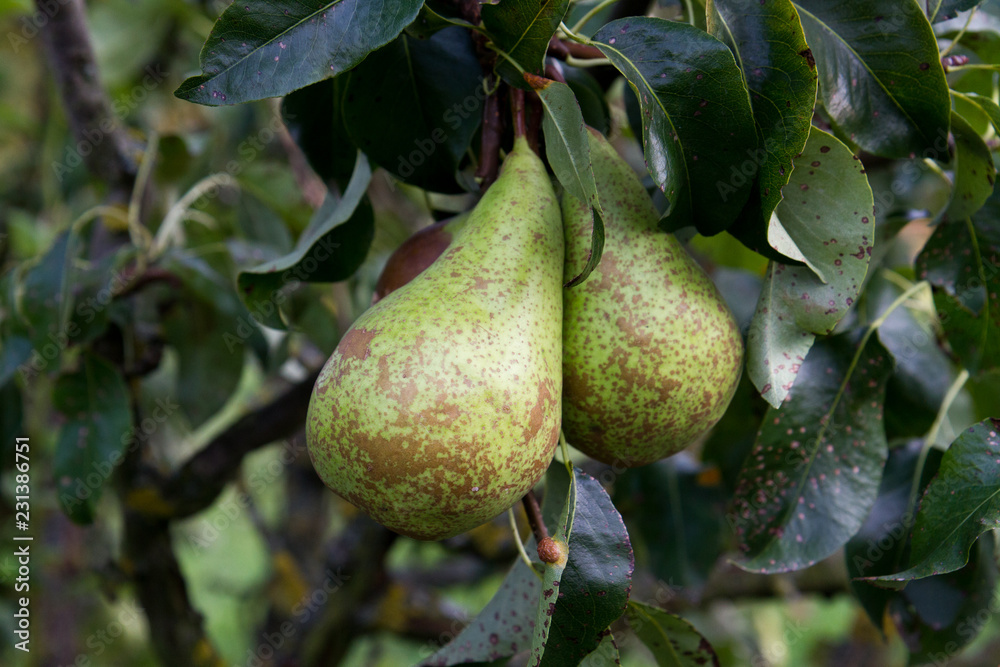 Yellow-green pears on a tree Yellow-green pears on a tree