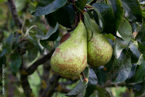 Yellow-green pears on a tree