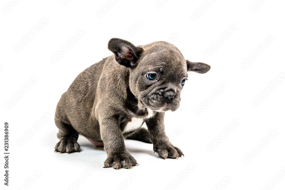 Fototapeta premium French bulldog puppy