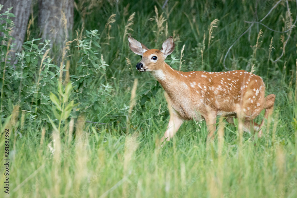 Summer Fawn