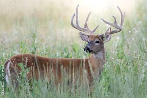 Summer Buck photo