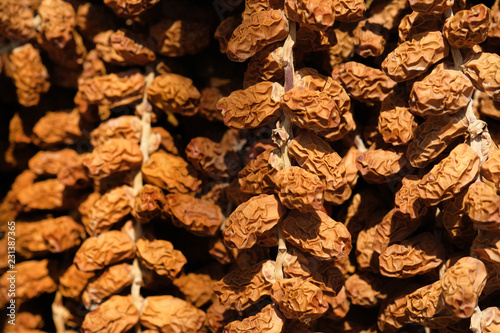 Close up of dry date palm or Phoenix dactylifera. Photo taken in south of Spain