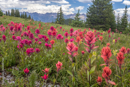 Paintbrush Field