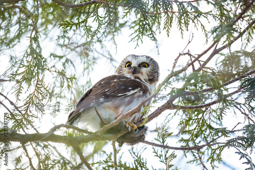 Saw whet owl deep in a boreal forest in mid winter Quebec, Canada.