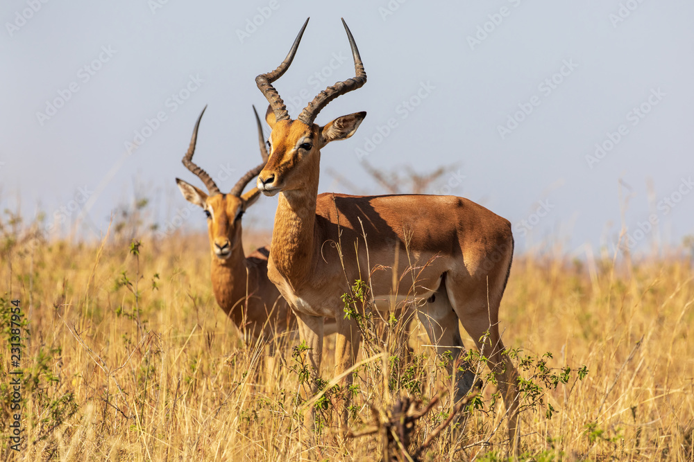 Fototapeta premium Impala 16