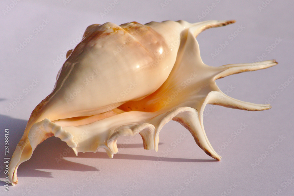 Wunderschönes Meeresschneckenhaus / Muschel im Abendlicht