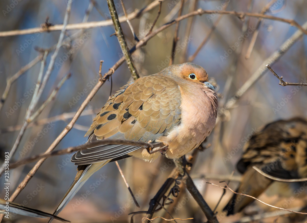 Mourning dove feeding in a boreal forest Quebec, Canada. Mourning dove feeding in a boreal forest Quebec, Canada.