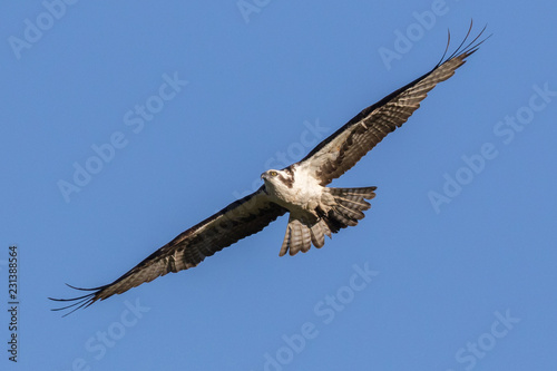 Gliding Osprey