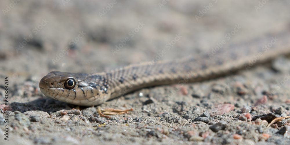 Obraz premium Snake Head