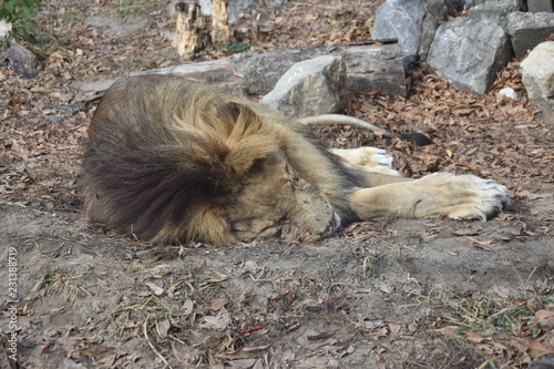Fototapeta Naklejka Na Ścianę i Meble -  Sleeping and tired Lion