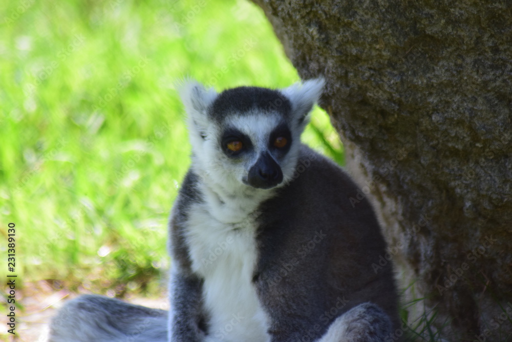 Lemur saltador