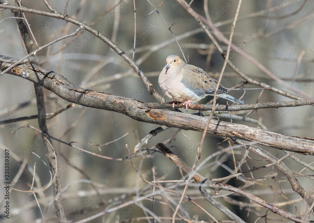 Mourning dove feeding in a boreal forest Quebec, Canada. Mourning dove feeding in a boreal forest Quebec, Canada.