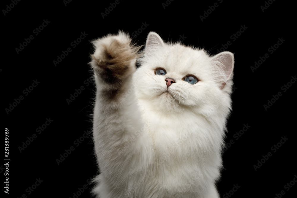 Portrait of Furry British breed Cat White color with Blue eyes, Raising paw on Isolated Black Background, front view