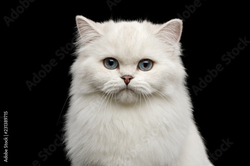 Fototapeta Naklejka Na Ścianę i Meble -  Portrait of British breed Cat, Pure White color with Blue eyes, looking in Camera on Isolated Black Background, front view