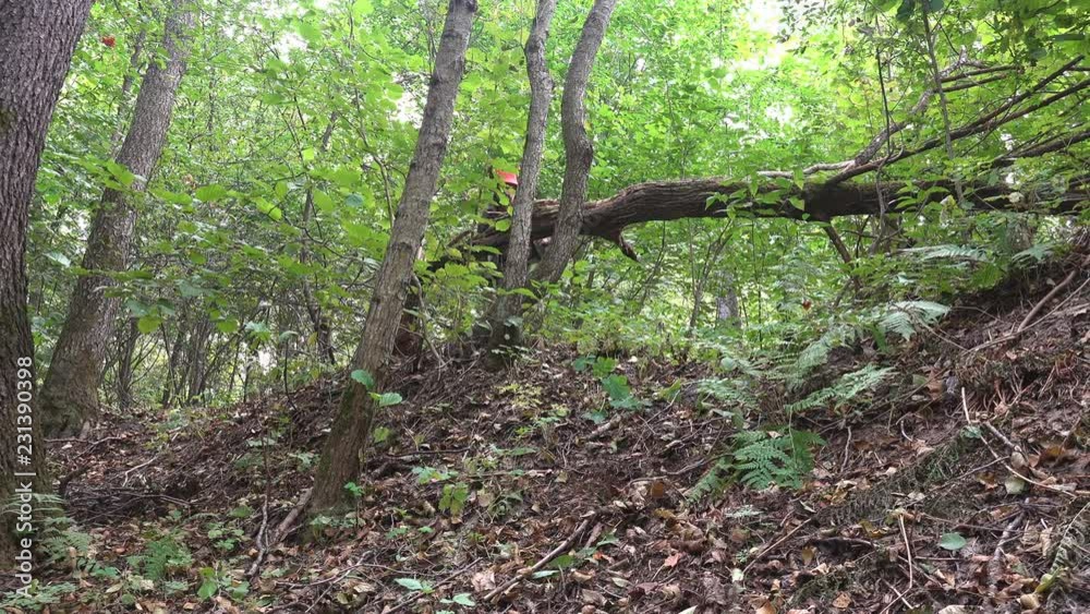 Mature male traveler with backpack runs along fallen tree through forest path in wild forest. Active holiday walk in summer morning Mature male traveler with backpack runs along fallen tree through forest path in wild forest. Active holiday walk in summer morning