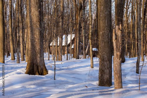 Sugar shack deep in a Boreal forest Quebec, Canada.