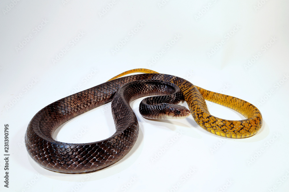 Fototapeta premium Indigonatter (korale Drymarchon) - Indigo Snake