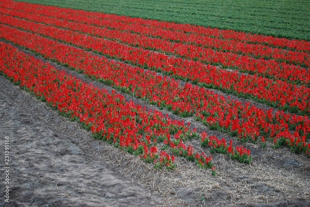 Red tulips with yellow edging growing in a field at sunset in early spring. Agriculture in the Netherlands.