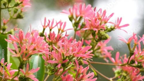 Seven-Son Flower Tree, Heptacodium miconioides, with clusters of pink flower sepals in autumn photo