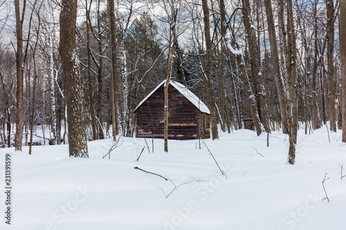 Sugar shack and old barn in a boreal forest Quebec, Canada.