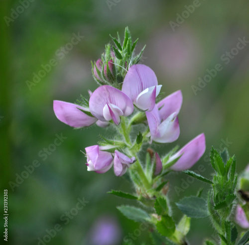 In the meadow blossoms ononis