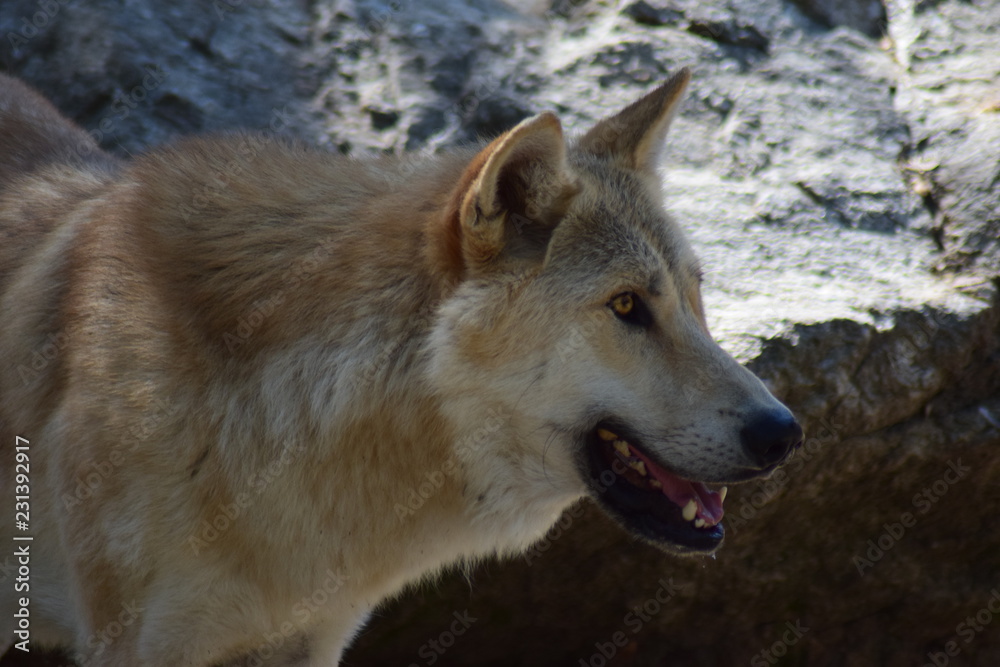 Lobo blanco